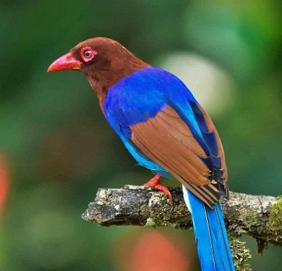 Sinharaja Forest Reserve